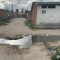 Moradores de Piaçabuçu clamam por melhorias nas co
