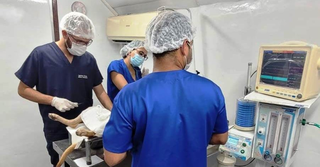Nova edição do Castra Pet em Penedo acontece nesta terça, 14, com feirinha de adoção