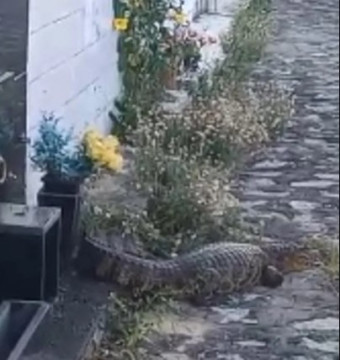 Vídeo: jacaré 'ataca' homem em cemitério do município de Piaçabuçu