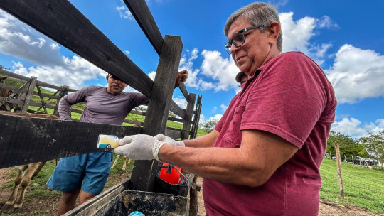 Prefeitura de Penedo faz vacinação gratuita contra brucelose em bezerras de produtor rural de baixa renda