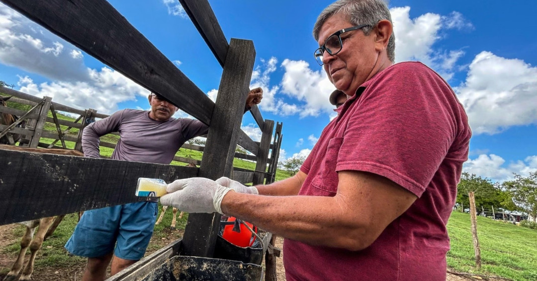 Prefeitura de Penedo faz vacinação gratuita contra brucelose em bezerras de produtor rural de baixa renda