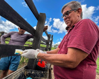 Prefeitura de Penedo faz vacinação gratuita contra brucelose em bezerras de produtor rural de baixa renda
