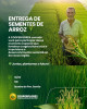 Cooperflores realiza solenidade de entrega de sementes de arroz nesta sexta-feira (13)