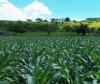 Agricultores familiares de Penedo vão colher mais de 300 toneladas de milho