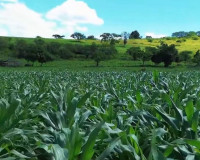 Agricultores familiares de Penedo vão colher mais de 300 toneladas de milho