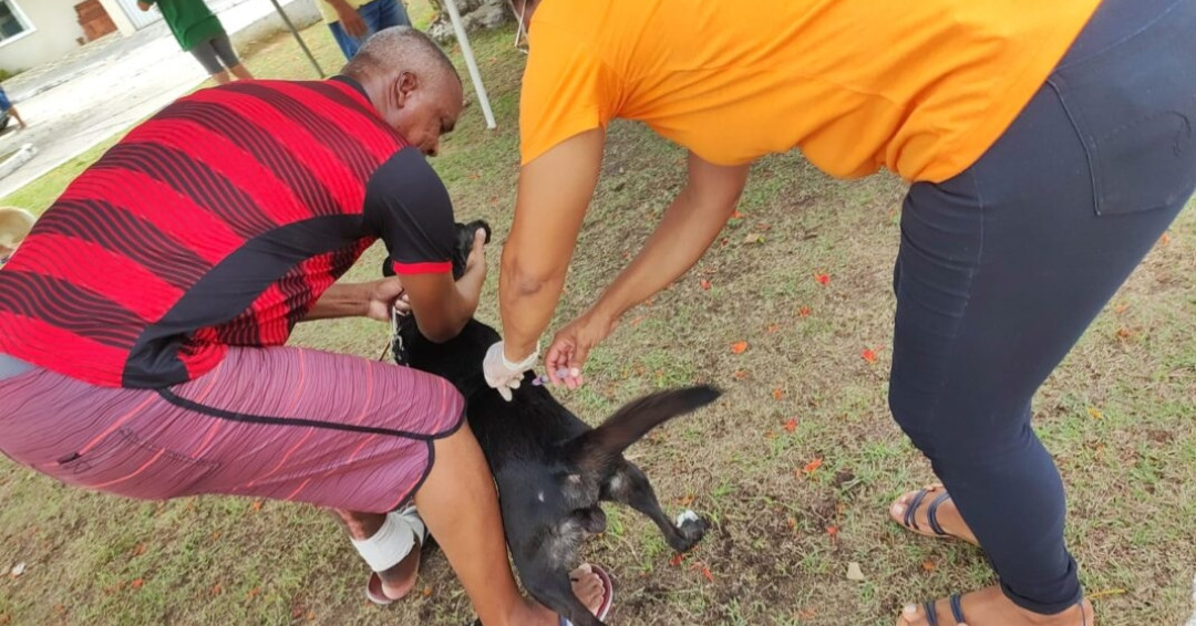 Abertura da campanha antirrábica em Penedo vacina cerca de 8 mil animais