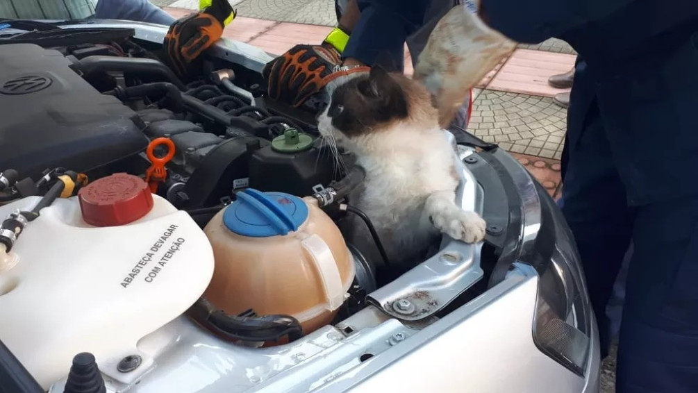 Bombeiros resgatam gato preso no motor de um carro em Penedo