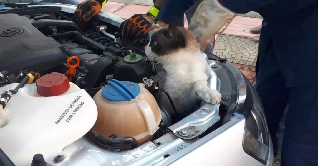 Bombeiros resgatam gato preso no motor de um carro em Penedo