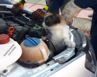 Bombeiros resgatam gato preso no motor de um carro em Penedo