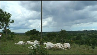 Fio de alta tensão cai em pasto, mata cerca de 10 vacas e deixa trabalhador ferido em Penedo