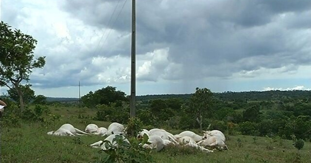 Fio de alta tensão cai em pasto, mata cerca de 10 vacas e deixa trabalhador ferido em Penedo