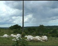 Fio de alta tensão cai em pasto, mata cerca de 10 vacas e deixa trabalhador ferido em Penedo
