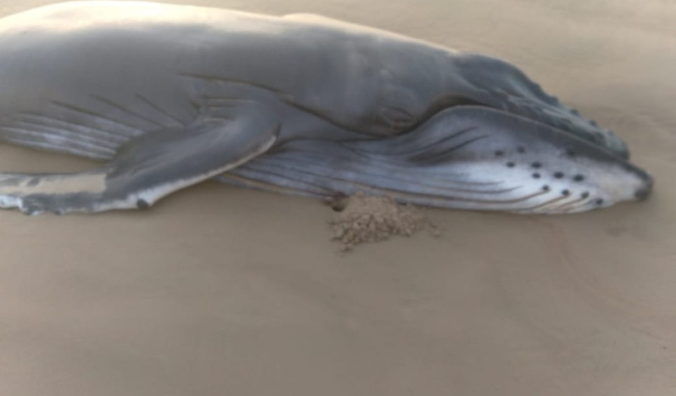 Filhote de baleia jubarte de 1 tonelada é encontrado morto na praia do Pontal do Peba, em Piaçabuçu