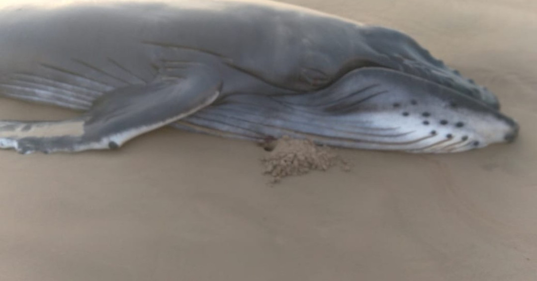 Filhote de baleia jubarte de 1 tonelada é encontrado morto na praia do Pontal do Peba, em Piaçabuçu