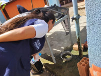 Com menor casos de dengue desde 2013, Penedo supera critérios para receber vacina